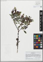 Foto von Salix glabra Scop.